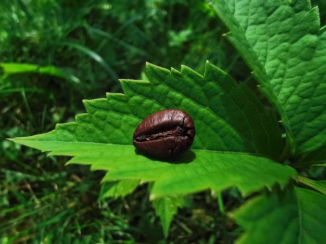 免费下载咖啡自然植物 - 使用 GIMP 在线图像编辑器编辑的免费照片或图片