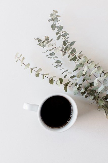قم بتنزيل Coffee Succulents Succulent مجانًا - صورة أو صورة مجانية ليتم تحريرها باستخدام محرر الصور على الإنترنت GIMP