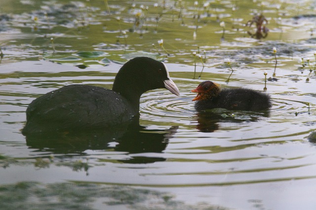 Free graphic coil chick coot chicks bird birds to be edited by GIMP free image editor by OffiDocs