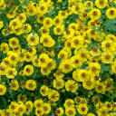 Coin gold flower  screen for extension Chrome web store in OffiDocs Chromium