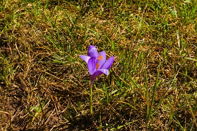 Free download Colchicum Fall Flower -  free photo or picture to be edited with GIMP online image editor