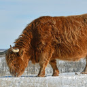 Cold area cow  screen for extension Chrome web store in OffiDocs Chromium