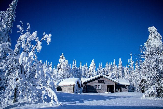 Free download cold conifers environment fir trees free picture to be edited with GIMP free online image editor