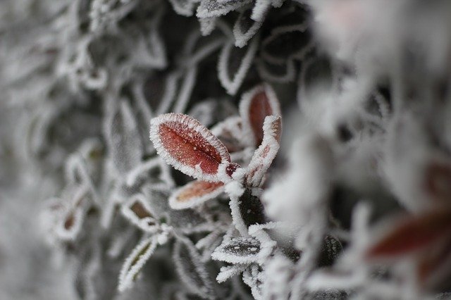 Gratis download Cold Frost Winter - gratis foto of afbeelding om te bewerken met GIMP online afbeeldingseditor