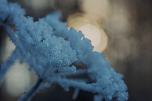 Free download Cold Winter Frost -  free photo or picture to be edited with GIMP online image editor