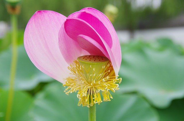 ดาวน์โหลดฟรี Coleus Forskohlii Lotus - ภาพถ่ายหรือรูปภาพที่จะแก้ไขด้วยโปรแกรมแก้ไขรูปภาพออนไลน์ GIMP ได้ฟรี