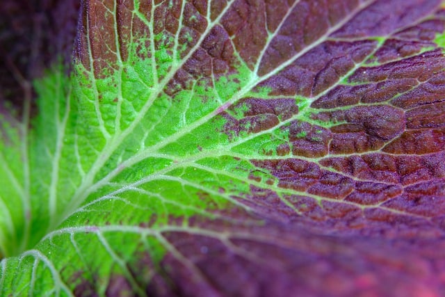 Free download coleus leaf pattern nature free picture to be edited with GIMP free online image editor