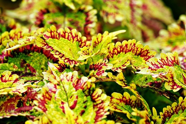 Free download coleus leaves flora botany foliage free picture to be edited with GIMP free online image editor