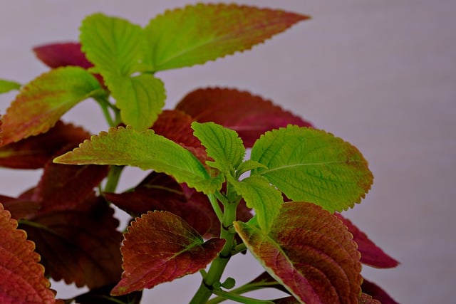 Free download coleus leaves plant nature free picture to be edited with GIMP free online image editor