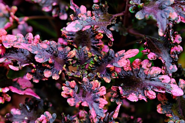 Free download coleus nature leaves foliage free picture to be edited with GIMP free online image editor