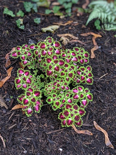 Téléchargement gratuit de Coleus Pink Flower Purple - photo ou image gratuite à modifier avec l'éditeur d'images en ligne GIMP