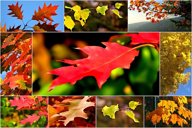 Free download Collage Autumn Foliage -  free illustration to be edited with GIMP free online image editor