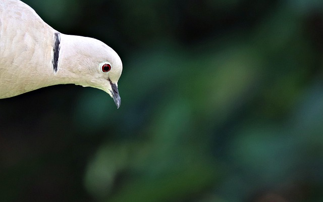 Free download collared dove bird dove animal free picture to be edited with GIMP free online image editor