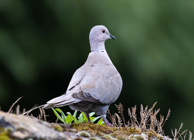 Free download collared dove bird dove nature free picture to be edited with GIMP free online image editor