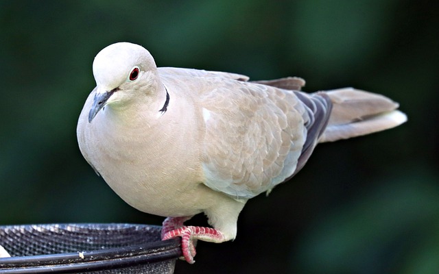 Free download collared dove bird perched dove free picture to be edited with GIMP free online image editor