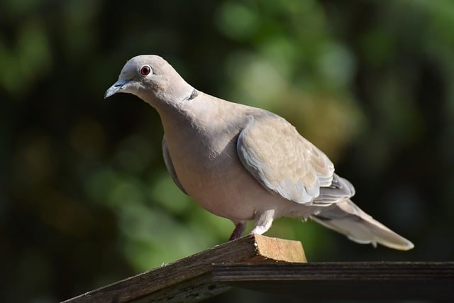 Free download collared dove bird pigeon free picture to be edited with GIMP free online image editor
