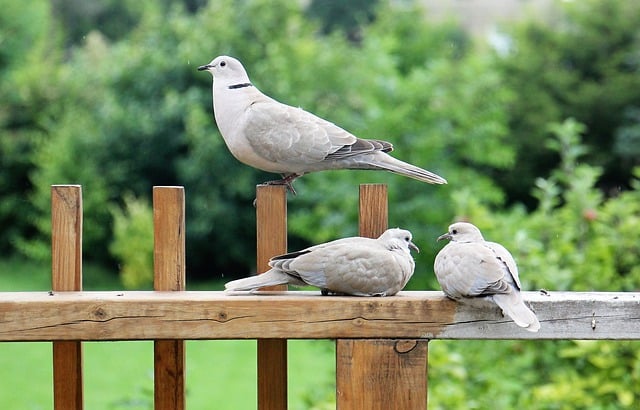 Free download collared dove dove bird animal free picture to be edited with GIMP free online image editor