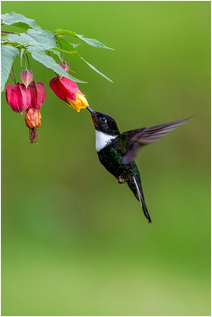 Free download collared inca bird hummingbird free picture to be edited with GIMP free online image editor