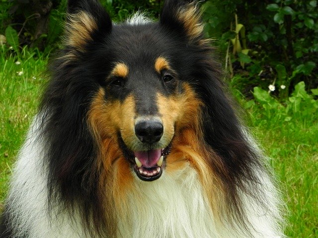 Free download Collie Dog Animal -  free photo or picture to be edited with GIMP online image editor