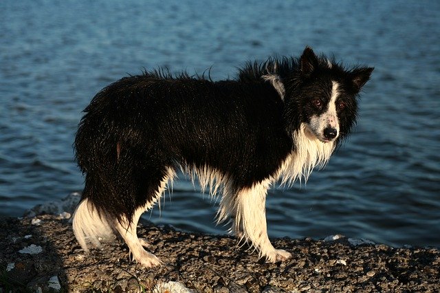 Free download Collie Dog Pet -  free photo or picture to be edited with GIMP online image editor