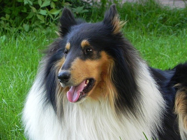 Free download Collie Dog Purebred -  free photo or picture to be edited with GIMP online image editor