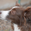 COLLIEDOG Theme  screen for extension Chrome web store in OffiDocs Chromium