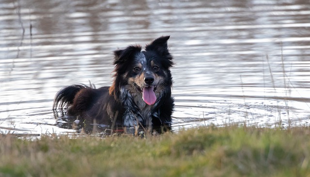 Free download collie in water do in water free picture to be edited with GIMP free online image editor
