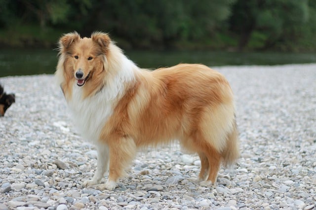 Free download collie rough collie dog herding dog free picture to be edited with GIMP free online image editor