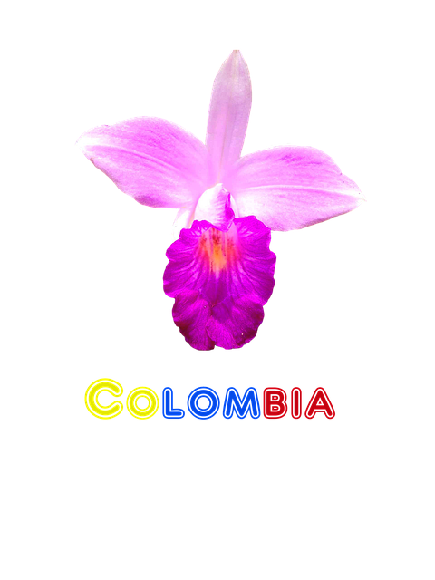 Free download Colombia Flower Orchid -  free illustration to be edited with GIMP free online image editor