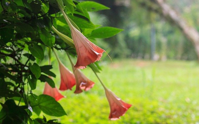 Безкоштовно завантажте Colombia Flowers Nature - безкоштовну фотографію або зображення для редагування за допомогою онлайн-редактора зображень GIMP