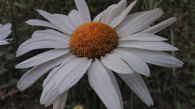 Descarga gratuita Flor de Risaralda de Colombia - foto o imagen gratis para editar con el editor de imágenes en línea GIMP