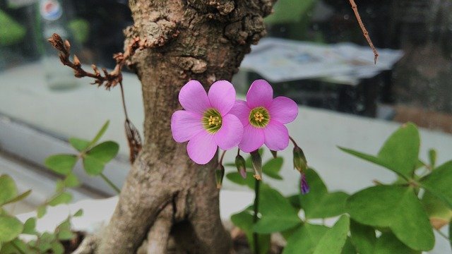 무료 다운로드 Colombia Risaralda Nature - 무료 사진 또는 GIMP 온라인 이미지 편집기로 편집할 수 있는 사진