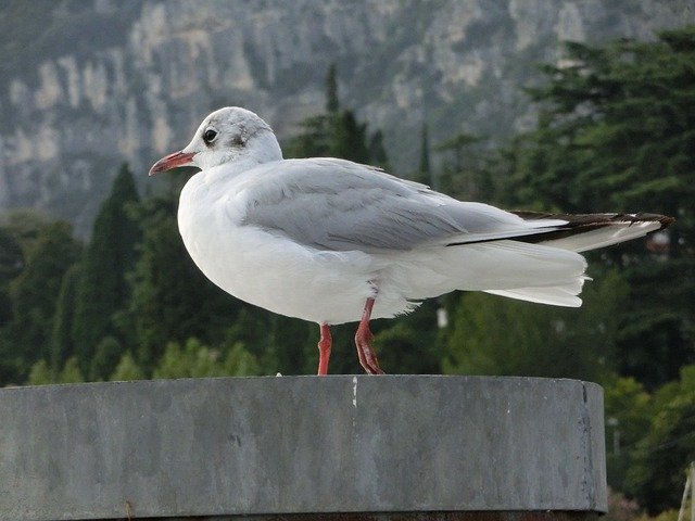 Free download Colombo Animal Bird -  free photo or picture to be edited with GIMP online image editor