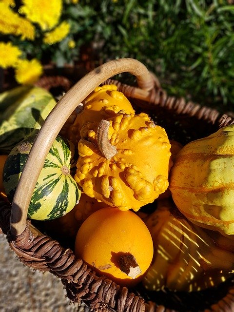 Free download Coloquinte Basket Pumpkin -  free photo or picture to be edited with GIMP online image editor