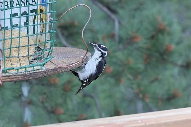 دانلود رایگان Colorado Bird Woodpecker Downy - عکس یا تصویر رایگان قابل ویرایش با ویرایشگر تصویر آنلاین GIMP