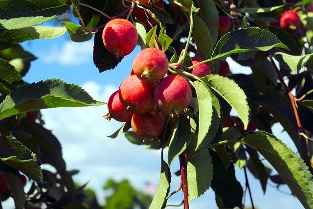 Descarga gratuita Colorado Crabapple Tree: foto o imagen gratuita para editar con el editor de imágenes en línea GIMP