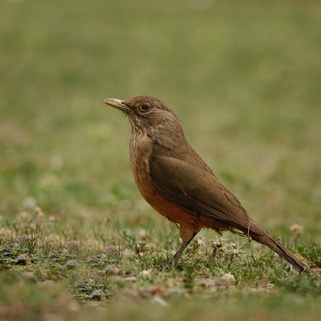 Free download colorado thrush bird animal free picture to be edited with GIMP free online image editor