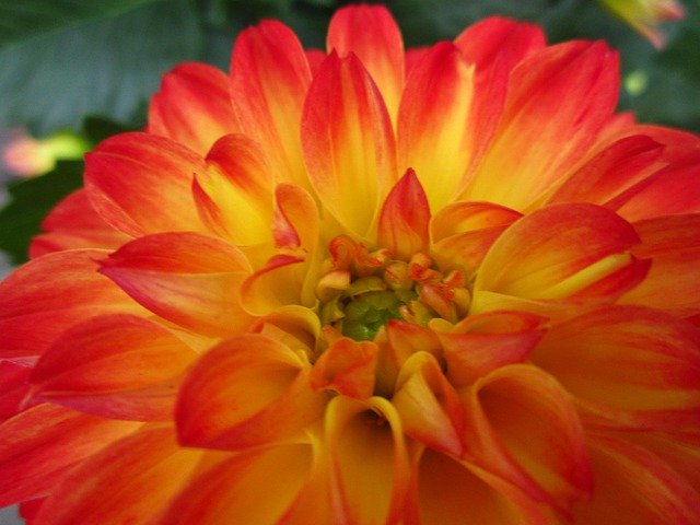 Free download Color Bright Flowers -  free photo or picture to be edited with GIMP online image editor