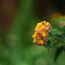 Color changing flower branch  screen for extension Chrome web store in OffiDocs Chromium