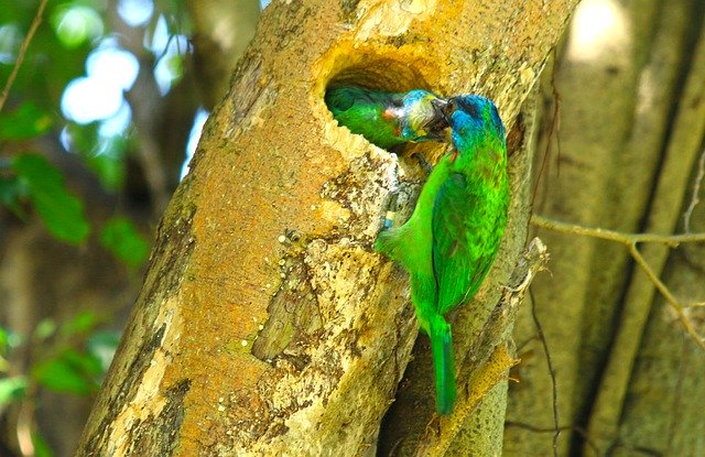 Descarga gratuita Coloured Birds Bird Feed: foto o imagen gratuita para editar con el editor de imágenes en línea GIMP