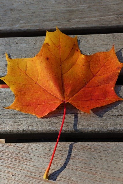Free picture Colored Maple Leaf Autumn -  to be edited by GIMP free image editor by OffiDocs