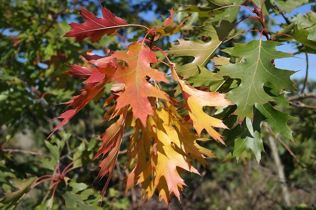 Безкоштовно завантажте Colored Nature Foliage — безкоштовну фотографію чи зображення для редагування за допомогою онлайн-редактора зображень GIMP