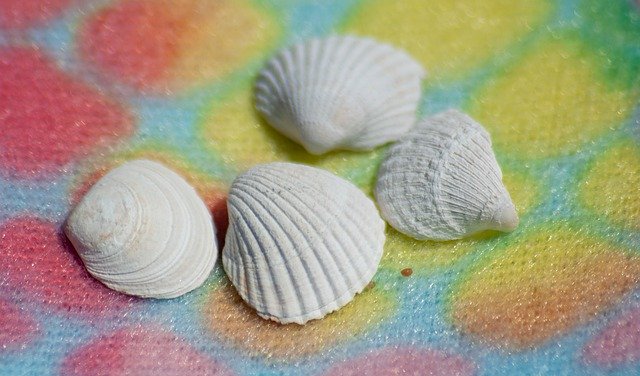 Free download Colored Shells Seashell -  free photo or picture to be edited with GIMP online image editor