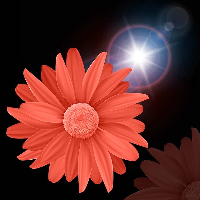 Free download Color Flower Light -  free illustration to be edited with GIMP free online image editor