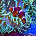 Colorful anemonefish swimming in big aquarium  screen for extension Chrome web store in OffiDocs Chromium