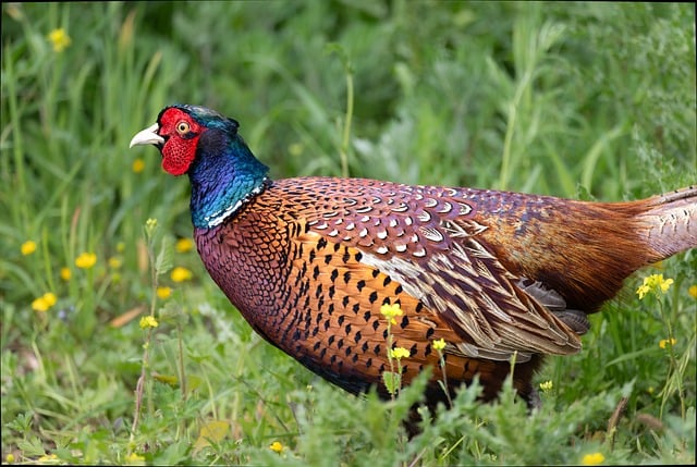 Free download colorful bird pheasant bird nature free picture to be edited with GIMP free online image editor