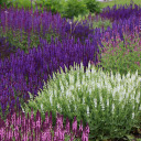 Colorful Flower Garden  screen for extension Chrome web store in OffiDocs Chromium