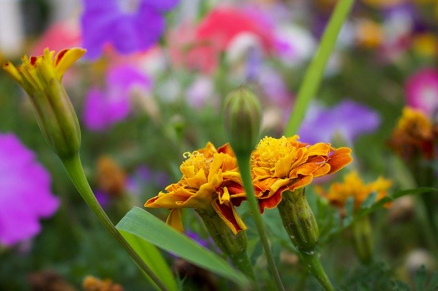 다채로운 꽃 공원 무료 다운로드 - 무료 사진 또는 김프 온라인 이미지 편집기로 편집할 수 있는 사진