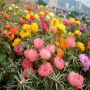 colorful flowers wallpaper  screen for extension Chrome web store in OffiDocs Chromium