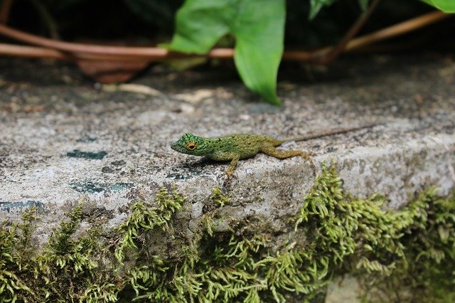 Téléchargement gratuit Lizard coloré Anolis Distichus - photo ou image gratuite à éditer avec l'éditeur d'images en ligne GIMP